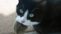 Cats-grobos: kakšna vrsta, ki jo je treba izbrati